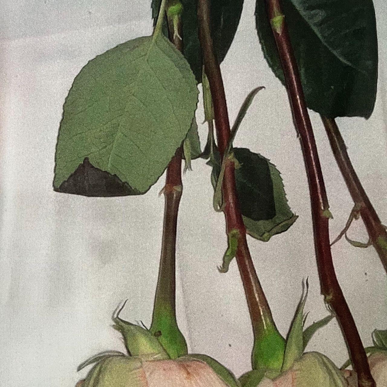 Paloma Wool PONSA Top.